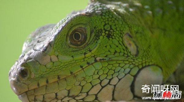 亚马逊雨林有什么动物?亚马逊雨林十大恐怖动物(带图)