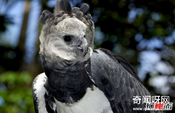 亚马逊雨林有什么动物?亚马逊雨林十大恐怖动物(带图)