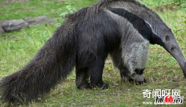 亚马逊雨林有什么动物?亚马逊雨林十大恐怖动物(带图)