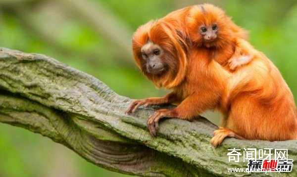 亚马逊雨林有什么动物?亚马逊雨林十大恐怖动物(带图)