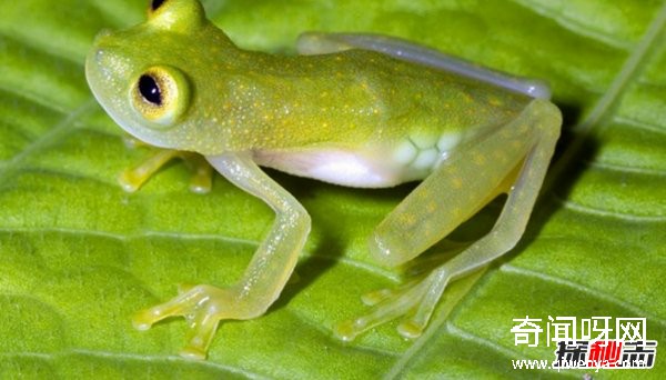 亚马逊雨林有什么动物?亚马逊雨林十大恐怖动物(带图)
