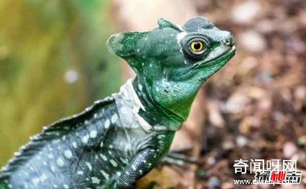 亚马逊雨林有什么动物?亚马逊雨林十大恐怖动物(带图)