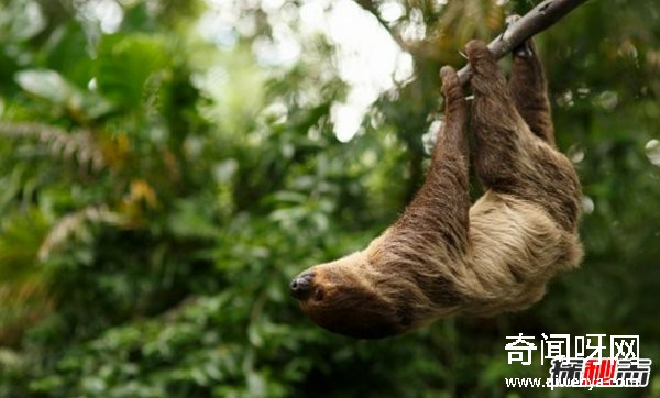 亚马逊雨林有什么动物?亚马逊雨林十大恐怖动物(带图)