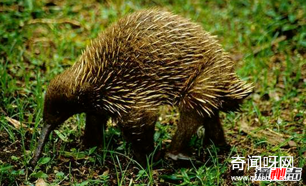 澳大利亚10大特有动物 你们都见过吗?(大吃一惊)