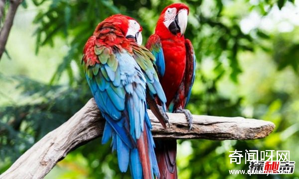 亚马逊雨林有什么动物?亚马逊雨林十大恐怖动物(带图)