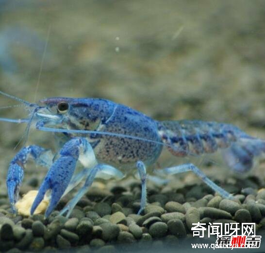 动物未解之谜