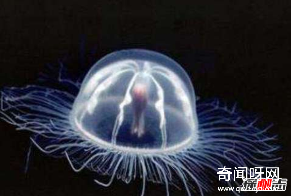 水母的毒性有多强?世界上十大剧毒水母(附图片)
