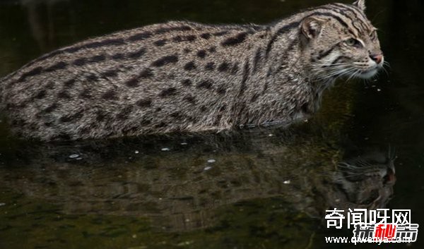 亚洲十大最神秘的猫科动物 亚洲金猫/兔狲榜上有名