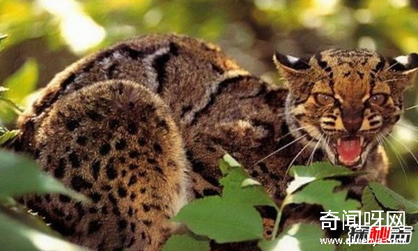 亚洲十大最神秘的猫科动物 亚洲金猫/兔狲榜上有名
