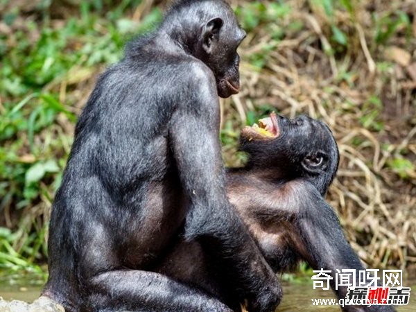 动物如何繁殖后代盘点动物10大特殊繁殖方式大开眼界动物未解之谜