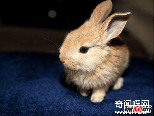 动物未解之谜
