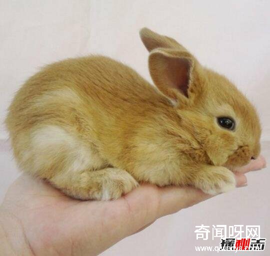 动物未解之谜