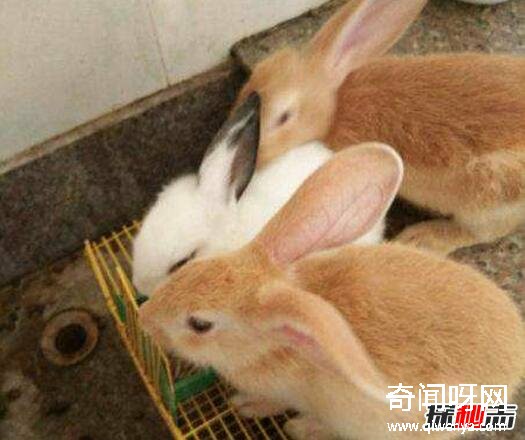 动物未解之谜