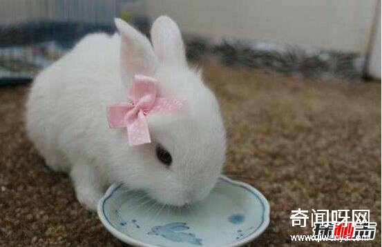 动物未解之谜