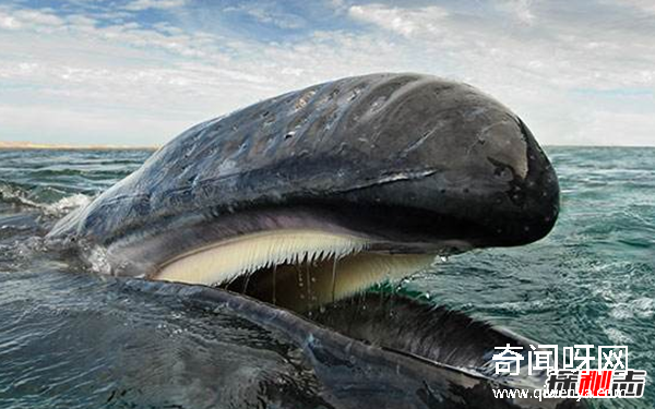 鲸的叫声为什么那么悲?盘点鲸鱼的十大习性及本领