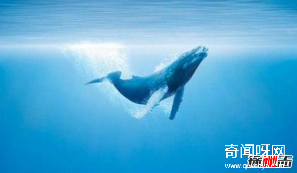 鲸的叫声为什么那么悲?盘点鲸鱼的十大习性及本领