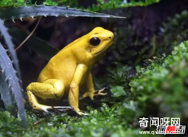 外表美丽却有毒的十大动物 火蝾螈上榜,第一咬一口就能致命