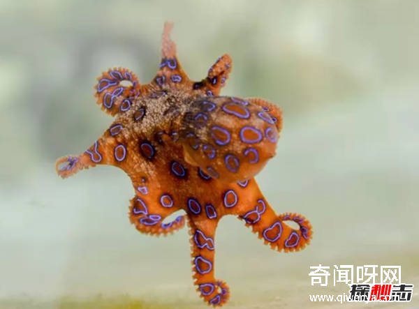 外表美丽却有毒的十大动物 火蝾螈上榜,第一咬一口就能致命