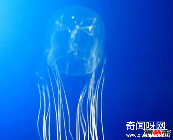 外表美丽却有毒的十大动物 火蝾螈上榜,第一咬一口就能致命