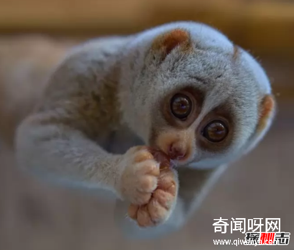 外表美丽却有毒的十大动物 火蝾螈上榜,第一咬一口就能致命