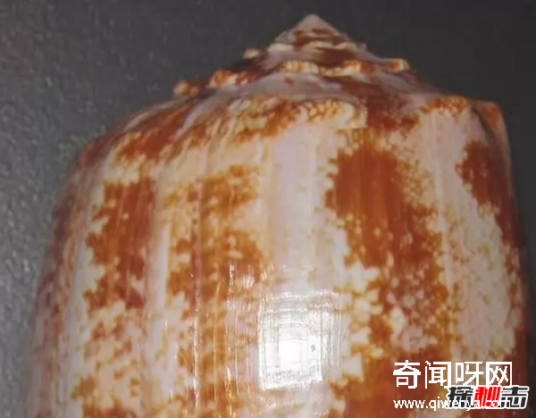 外表美丽却有毒的十大动物 火蝾螈上榜,第一咬一口就能致命