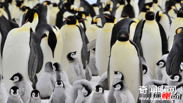 企鹅为什么不怕冷?企鹅的十大特点和生活特征