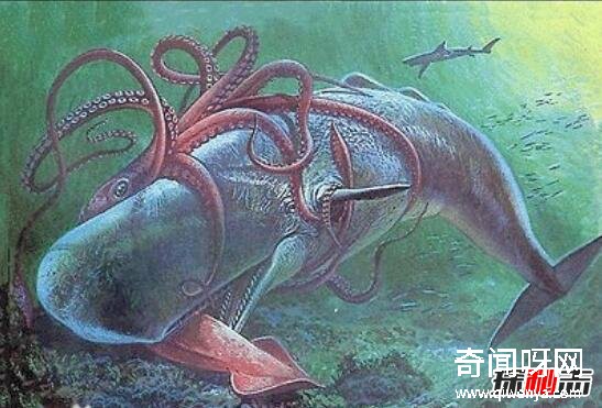 动物未解之谜