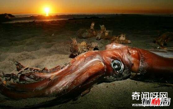 动物未解之谜