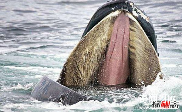 蓝鲸有天敌吗?关于蓝鲸的10大惊天秘密(真相揭秘)