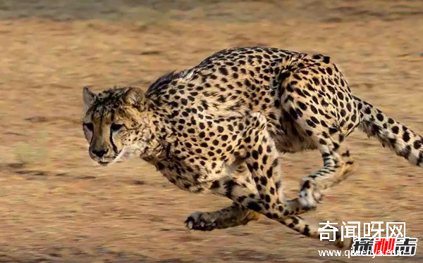 猎豹为什么跑得那么快?关于猎豹的十大有趣习性