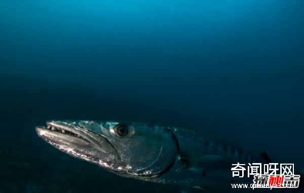 海洋里十大厉害的动物 炮弹鱼上榜,第六荣登吉尼斯记录