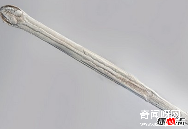 透明的动物有哪些?盘点10种稀有的透明动物(附图)