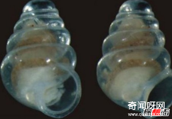 透明的动物有哪些?盘点10种稀有的透明动物(附图)