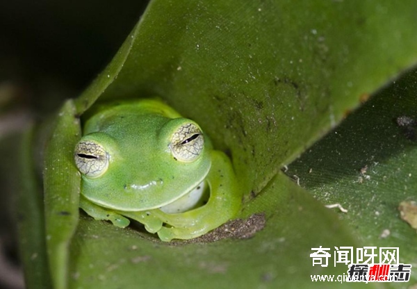 青蛙是怎么睡觉的?青蛙的十大特点和生活特征