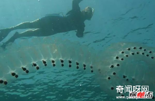 世界上10种透明的动物 第二可见肝脏能发光,第七极似幽灵