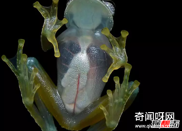 世界上10种透明的动物 第二可见肝脏能发光,第七极似幽灵