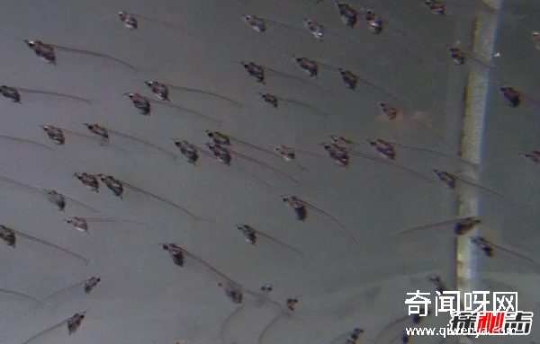 世界上10种透明的动物 第二可见肝脏能发光,第七极似幽灵