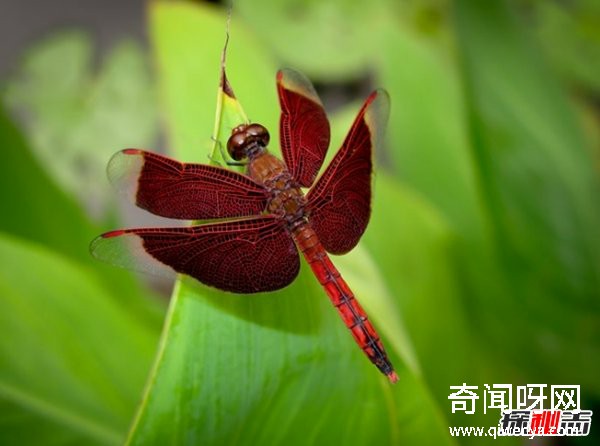 风水学里蜻蜓寓意什么?蜻蜓全身有什么秘密?(真相揭秘)