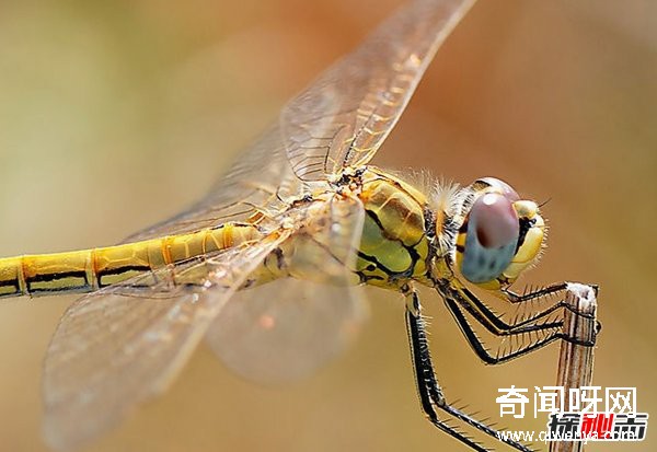 风水学里蜻蜓寓意什么?蜻蜓全身有什么秘密?(真相揭秘)