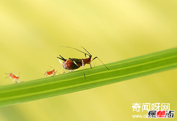 迁徒动物都有哪些?动物为什么要迁徙