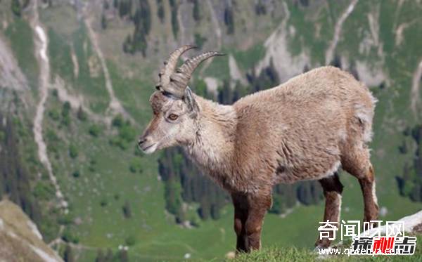 没有父亲的山羊之谜,奇特的母山羊单性繁殖方式(水压窝)