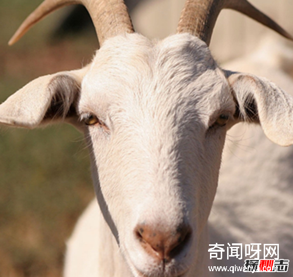 没有父亲的山羊之谜,奇特的母山羊单性繁殖方式(水压窝)