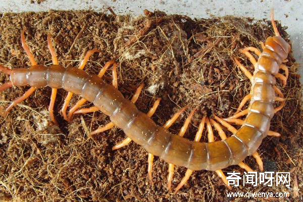蜈蚣蜘蛛本身就是狩猎昆虫的,天生就是蟑螂的天敌,不过蜘蛛也有很多