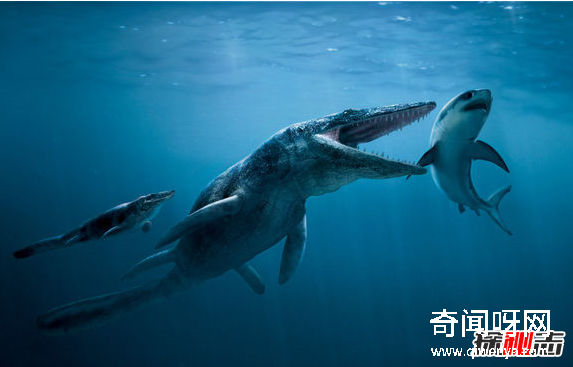 深海1万米巨型生物之谜,大多都吃垃圾(附20张深海奇特生物)