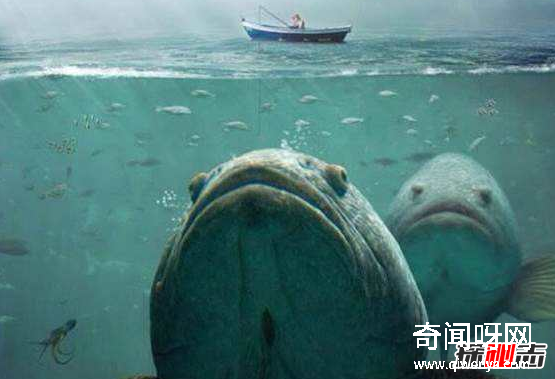 深海1万米巨型生物之谜,大多都吃垃圾(附20张深海奇特生物)
