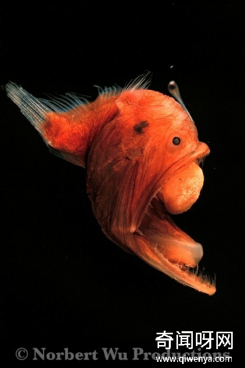 深海1万米巨型生物之谜,大多都吃垃圾(附20张深海奇特生物)