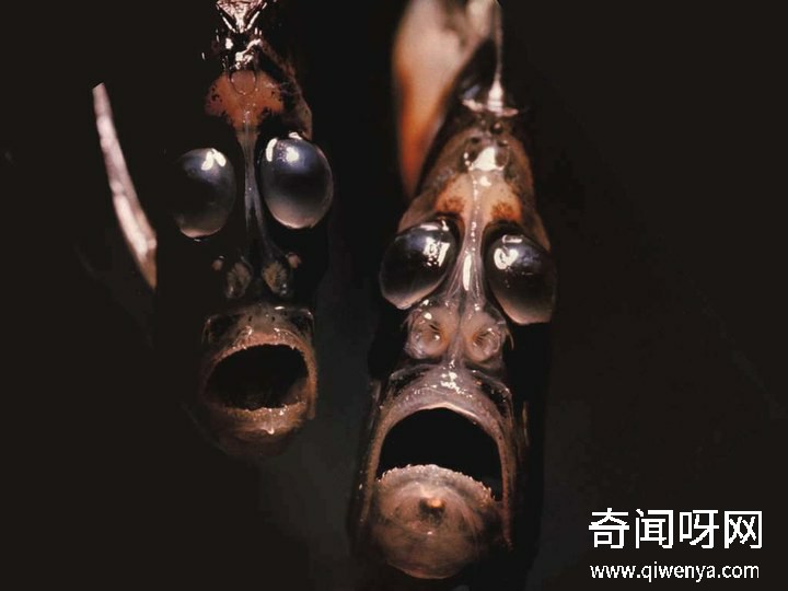 深海1万米巨型生物之谜,大多都吃垃圾(附20张深海奇特生物)