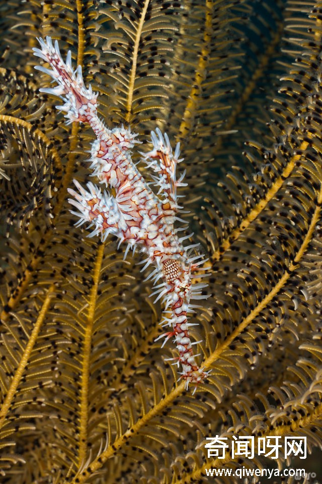 深海1万米巨型生物之谜,大多都吃垃圾(附20张深海奇特生物)