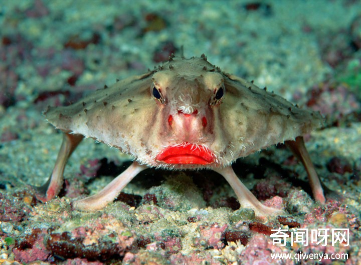 深海1万米巨型生物之谜,大多都吃垃圾(附20张深海奇特生物)