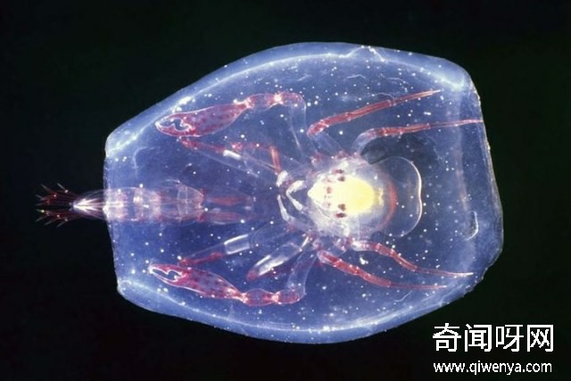 深海1万米巨型生物之谜,大多都吃垃圾(附20张深海奇特生物)